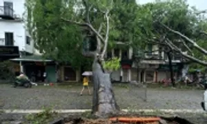 Chuyên gia hiến kế cứu cây quý ở Hà Nội